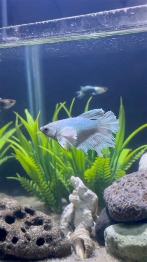 Female betta fish 🐟 🤍1 fit tank setup🤍 #betta #gold #goldenfish #betta #bettadubai #fish