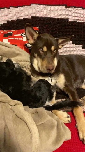 Juley and Gypsy with Mr. Vincent Vega. #fyp #bestfreind #petslover #puppy #bestiesforlife