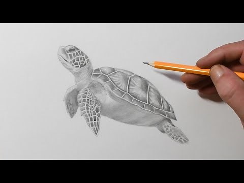 How to Draw a Sea Turtle || Pencil Drawing