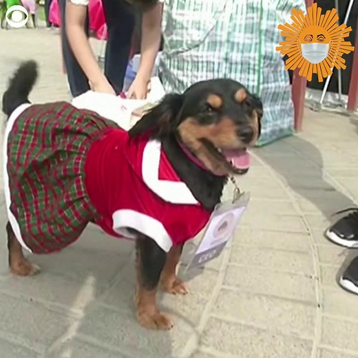 22K views · 1K reactions | Dogs showed off their festive best during a parade in Lima, Peru Thursday. Owners dressed their pups in hats, bells, and other Christmas-themed costumes. Organizers said the event also raised awareness that fireworks during the holidays can make dogs anxious. | CBS Sunday Morning | Facebook
