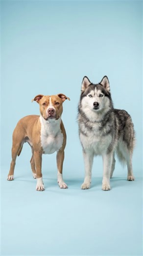 results for crossing the Pitbull with other dog breeds#pitbull #pitbulllove