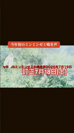 【ミンミンゼミ】今年初のミンミンゼミ鳴き声聞けました！2026年7月18日(土)空堀川遊歩道東大和市 #ミンミンゼミ #蝉の声 #今年初 #夏の風物詩 #思い出 #ムシ #梅雨明け #tiktok