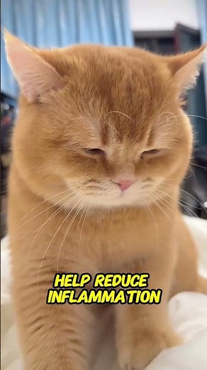 Why Cats Purr Even When They’re Sick (The Hidden Healing Mechanism Explained)