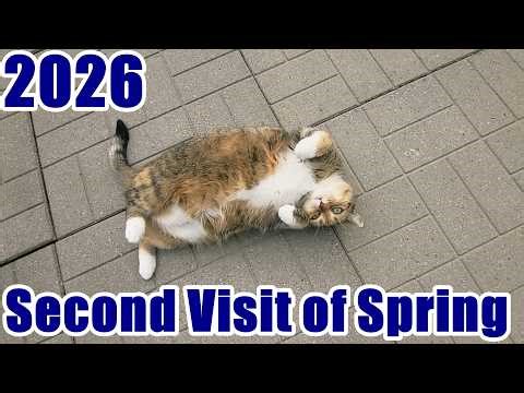 2026 Second Backyard Visit of Spring