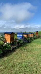8.4K views · 108K reactions | We love bees!  Afternoon hive check reveals some frames in our Flow Hive 2+ that are close to being capped and ready for harvesting.  Go bees!  #flowhive #honeyflow #flowhive2 | Flow Hive | Facebook