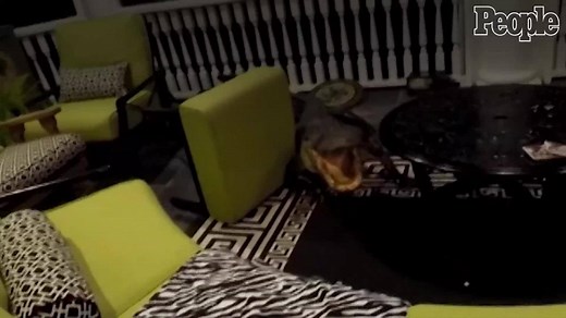 9-foot alligator climbs up stairs to second story porch, terrifies South Carolina family: http://peoplem.ag/XXFaZ0R | People