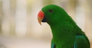 Close Eclectus Parrot Eclectus Roratus Shallow Stock Footage Video (100% Royalty-free) 1051491019 | Shutterstock
