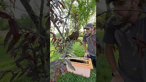 We caught a wild swarm without our bee suits!