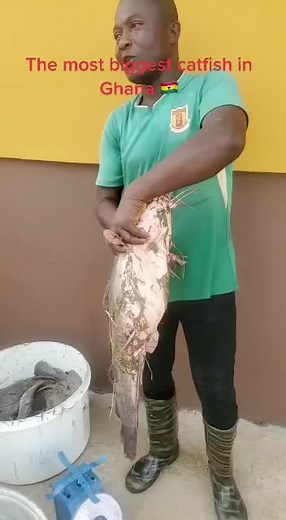 Biggest catfish in Ghana 🇬🇭🔥