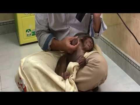 Baby monkey Ni prepares to go to sleep