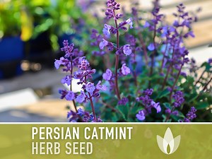 Persian Catmint Herb Seeds - Heirloom Seeds, Nepeta Mussinii, Catnip Cousin, Medicinal Herb, Ornamental Plant, Open Pollinated, Non-gmo - Etsy