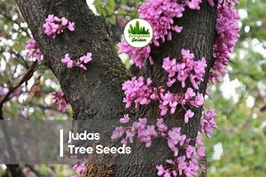 20 Judas Tree Seeds - Etsy