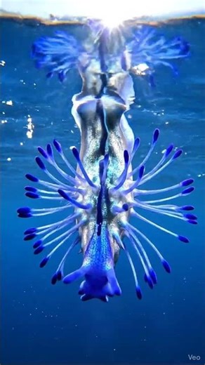 Blue Dragon Sea Slug: Ocean's Floating Jewel (Mesmerizing 8K Surface Art)