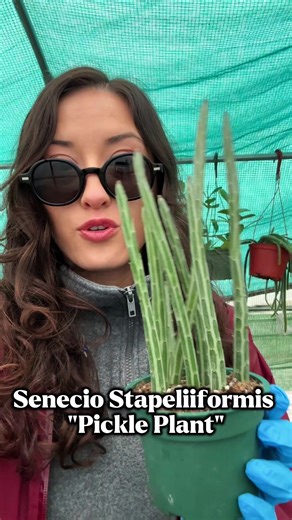 Easy Care Tips for Your Pickle Plant