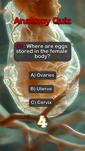 ￼ Where are egss stored in the female body?