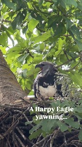 There are no words to describe this experience 🥹🥹🥹 Watching the Harpy Eagle in Darién, Panama is an unforgettable journey, a memory you will treasure forever, and an experience you will want to repeat 🙌🏽 The moment you get up in the morning you start feeling a lot of special emotions, but the moment you see that imposing eagle within that amazing rainforest just melts your heart. Follow us to see more stories about the Harpy Eagle nest we visit in Darién, Panama, so you can come visit it to