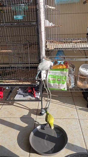 going down to take a bath.We are the flocks Quaker Parrot.Lili blue pallid, Loki albino red eyes and Lilo green opaline. Please follow our journey together. Thank you for all your love and support 🐦❤️🐦 #fyp #viral #pet #trending #theflocks #fblifestyle #highlights #foryoupagereels #foryourpage #talkingparrot #cute #quakerparrot | The Flocks