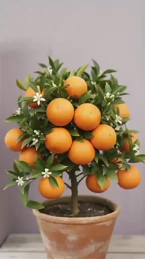 New idea to grow oranges with Aloe Vera to get lots of fruit in a short time. #orange #growing#alovera #fruits#usa🇺🇸 | momskills