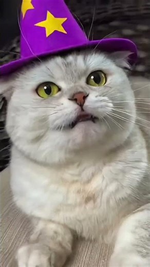 Evil Laugh Of Cats ||™ #cat #catvideos #funnycat #cute