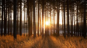 The Story of Music in Fifty Pieces - Mozart: Dove Sono from The Marriage of Figaro - BBC Sounds