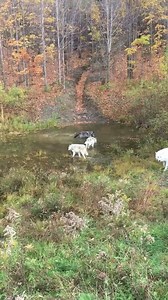 15K views · 267 reactions | Three of our one and a half year old pups investigate some movement lurking in one of their ponds--turned out to be a very unfortunate frog who became a wolf snack! Ah--the circle of life!! | Wolf Mountain Nature Center | Facebook