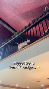 30 reactions | Tigger is in full orange-cat mode at the river house...