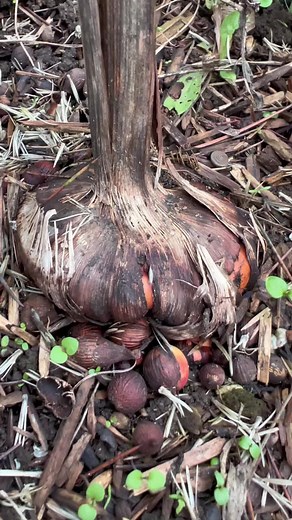 Planting Gladiolus Corms: A Gardening Guide