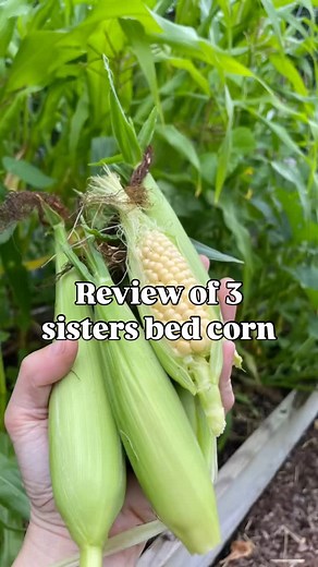 46 comments | Corn  Review Time This year I grew two types of corn...