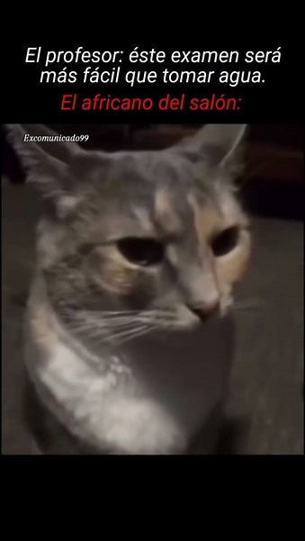 Memes Random #memes