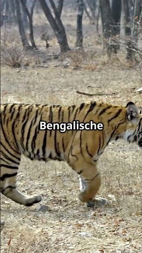 Unglaubliche Fakten über den Königstiger - Auch als Bengalischer Tiger bekannt -