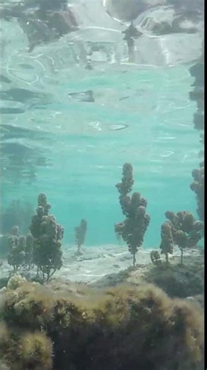Snorkeling in Mauritius at The Westin Turtle Bay Resort, Mauritius