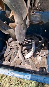 52K views · 253 reactions | Apura!han ang pagharbest para d abutan ng ulan | Angelnats TV Vlog | Facebook