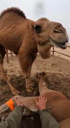Hands Pulling Loop in a Tight Muddy Camel Pen