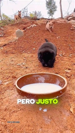 El perrito nunca logra tomar su leche!