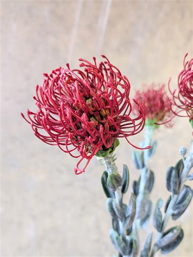 Artificial Red Pincushion Protea Flower - Wedding / Bouquet / Centerpieces / DIY Floral / Home Decoration / Fall Gift / Event / Arrangement - Etsy
