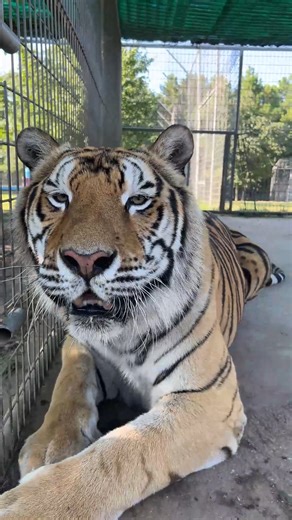 61K views · 6.1K reactions | Poncho Tiger has something to say about his new habitat. He likes hanging out in the den area, chatting with staff and interns. The doors are open, so he can go out into the shade yard or out the other side to the big habitat, where his bench, pool, and toys are. | Turpentine Creek Wildlife Refuge | Facebook