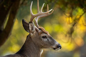 7 Steps to the Perfect 50-Acre Plot for Whitetails - Game & Fish
