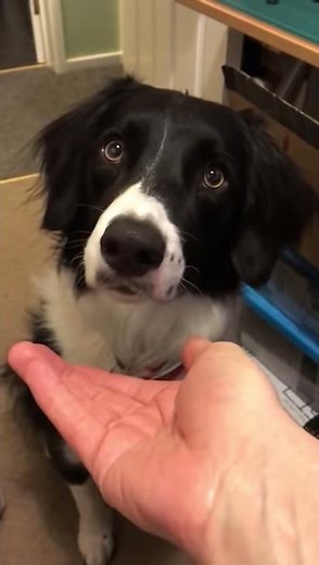 Border Collie / Springer Spaniel cross being cute