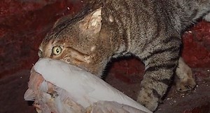 Feral Cats Are Destroying Australia's Wild Ecosystem