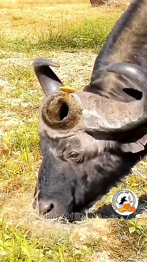 Incredible Wildlife Footage: Awe-Inspiring Animals in Their Natural Habitat