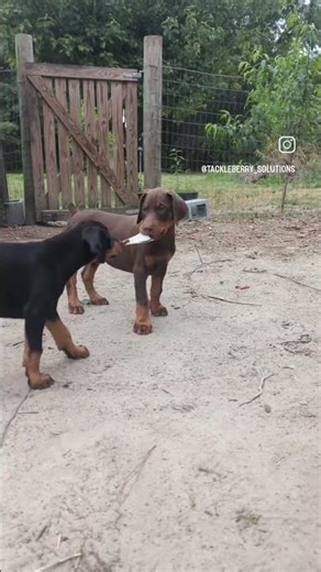 8 week old Doberman puppies see chickens for the first time. 😂😍