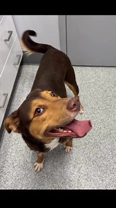 24K views · 585 reactions | P.A.W.S. Tinley Park on Reels | Facebook