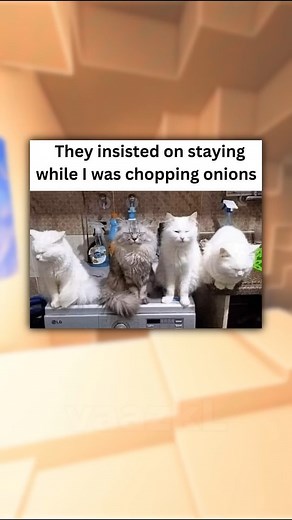 FUNNY CAT MEMES | VaazkL