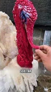 The Most Expensive Chicken