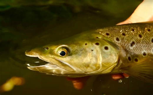 Five Things to Consider When Buying Your First Fly Rod | MidCurrent