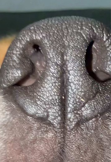 Essayer la tendance avec un beagle !