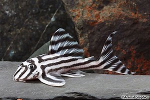 Zebra pleco - Alchetron, The Free Social Encyclopedia