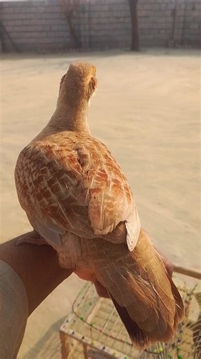 siddiq769 (@siddig769)’s videos with original sound - ℍ𝕒𝕞𝕞𝕒𝕕 𝕏 𝕤𝕝𝕠𝕨𝕖𝕕 👑