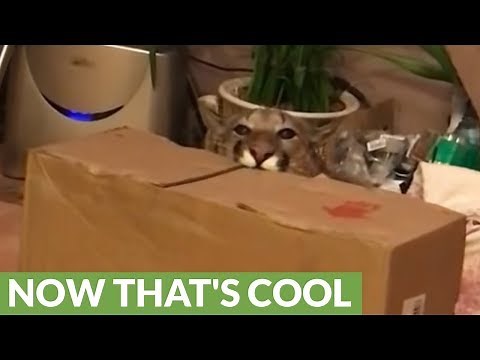 Domesticated puma proves she's just like a house cat