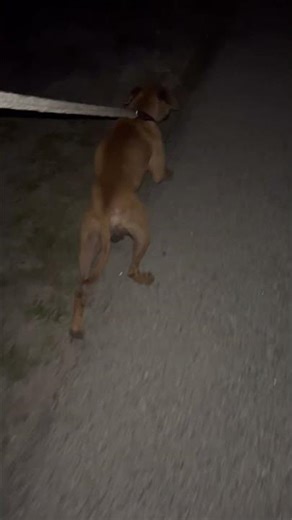 Ghost boy #dogs #apbt